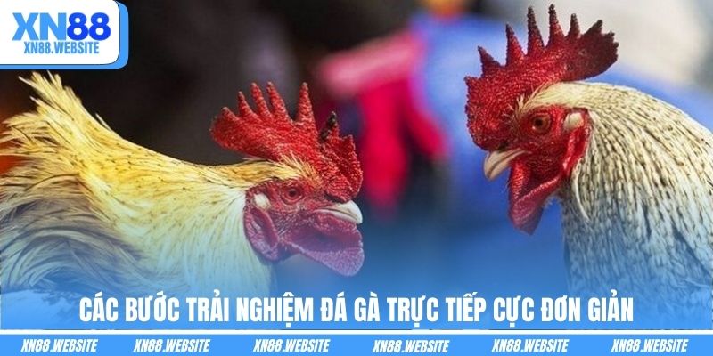 Các bước trải nghiệm đá gà trực tiếp cực đơn giản