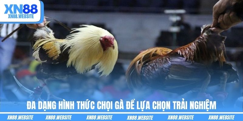 Đa dạng hình thức chọi gà để lựa chọn trải nghiệm