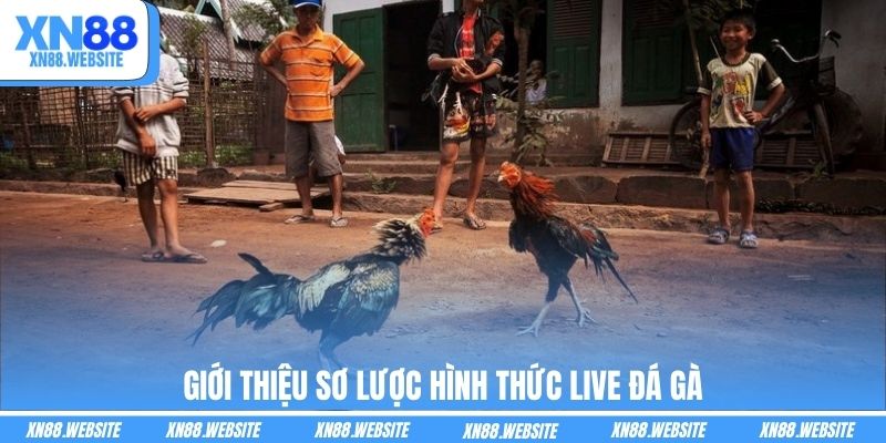 Giới thiệu sơ lược hình thức live đá gà