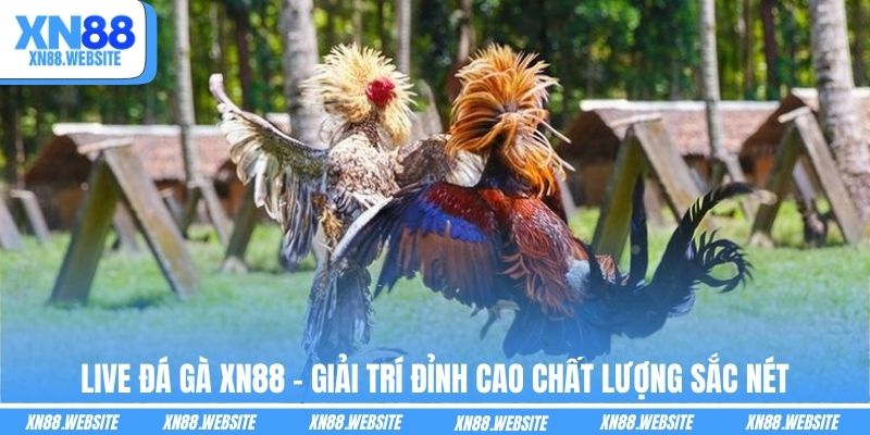 Live Đá Gà XN88 - Giải Trí Đỉnh Cao Chất Lượng Sắc Nét