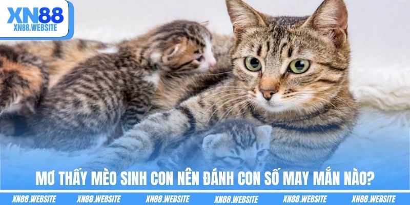 Mơ thấy mèo sinh con nên đánh con số may mắn nào?