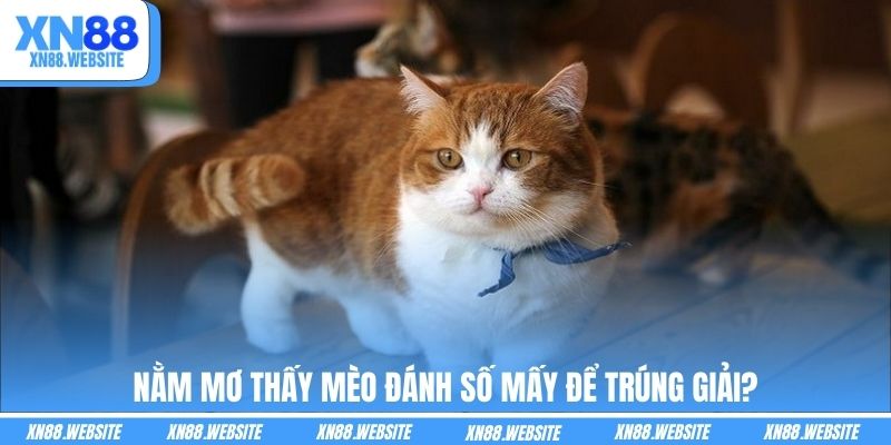 Nằm mơ thấy mèo đánh số mấy để trúng giải?