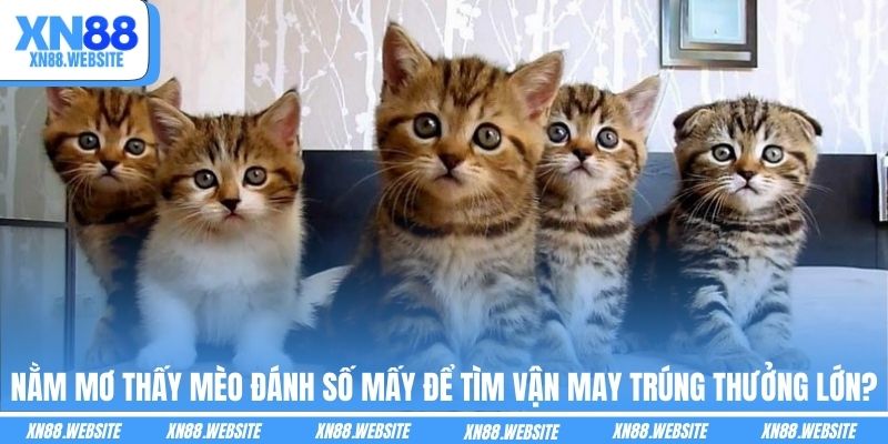 Nằm Mơ Thấy Mèo Đánh Số Mấy Để Tìm Vận May Trúng Thưởng Lớn?