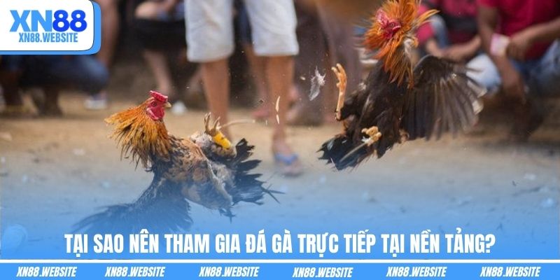 Tại sao nên tham gia đá gà trực tiếp tại nền tảng?